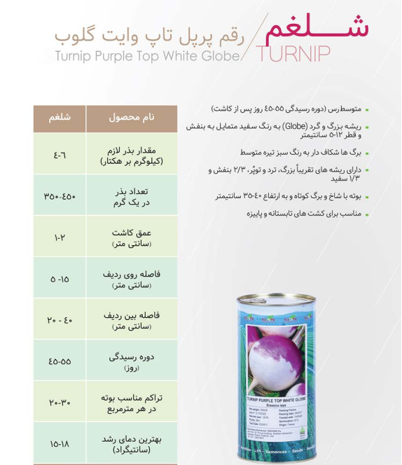 شلغم پرپل تاپ وایت گلوب