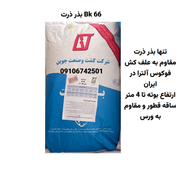 بذر ذرت BK66 جوین(دیررس با پتاسیل عملکرد 110 تن)