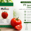 Casio Hybrid Tomato Seeds 100x100