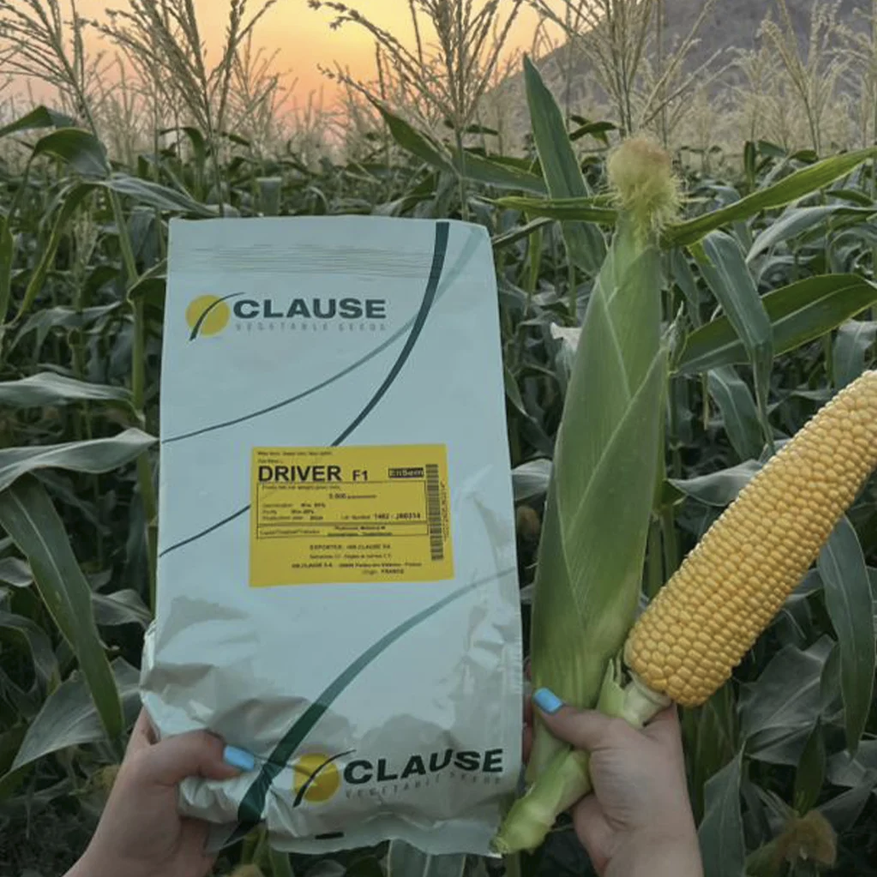 driver super sweet corn f1 by clause بذر ذرت درایور کلوز